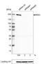 Bromodomain-containing protein 4 antibody, NBP2-52958, Novus Biologicals, Western Blot image 