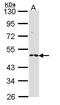 Ring Finger Protein 25 antibody, PA5-28080, Invitrogen Antibodies, Western Blot image 