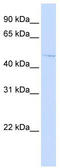 Chromosome 16 Open Reading Frame 58 antibody, TA338614, Origene, Western Blot image 