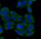 SH2B Adaptor Protein 1 antibody, FNab07818, FineTest, Immunofluorescence image 