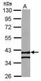 Reticulon 4 Interacting Protein 1 antibody, PA5-31794, Invitrogen Antibodies, Western Blot image 