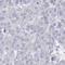 Sialidase-4 antibody, HPA037394, Atlas Antibodies, Immunohistochemistry frozen image 
