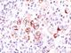 BCL2 Like 1 antibody, V3121IHC-7ML, NSJ Bioreagents, Immunohistochemistry paraffin image 
