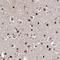 Sodium/bile acid cotransporter 4 antibody, NBP1-81134, Novus Biologicals, Immunohistochemistry frozen image 