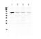 DNA Polymerase Iota antibody, A01376-1, Boster Biological Technology, Western Blot image 