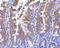PIST antibody, ADI-905-724-100, Enzo Life Sciences, Immunohistochemistry frozen image 