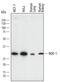 NAD(P)H Quinone Dehydrogenase 1 antibody, AF7567, R&D Systems, Western Blot image 