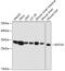 MIMP antibody, 14-706, ProSci, Western Blot image 