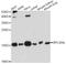 Ribosomal Protein L36a Like antibody, LS-C749368, Lifespan Biosciences, Western Blot image 