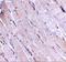 Protein Wnt-10b antibody, A02574, Boster Biological Technology, Immunohistochemistry paraffin image 