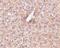 STEAP3 Metalloreductase antibody, PA5-20406, Invitrogen Antibodies, Immunohistochemistry frozen image 
