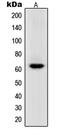 RNA Polymerase III Subunit C antibody, LS-C353273, Lifespan Biosciences, Western Blot image 