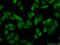 Defective In Cullin Neddylation 1 Domain Containing 5 antibody, 14810-1-AP, Proteintech Group, Immunofluorescence image 