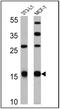 Leptin antibody, PA1-052, Invitrogen Antibodies, Western Blot image 