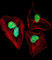 Nuclear Factor I A antibody, abx027822, Abbexa, Western Blot image 