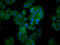 F-Box Protein 10 antibody, CSB-PA890915LA01HU, Cusabio, Immunofluorescence image 