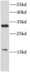 Microfibrillar-associated protein 2 antibody, FNab10401, FineTest, Western Blot image 