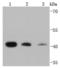 Ribosomal Protein SA antibody, A01691-2, Boster Biological Technology, Western Blot image 