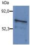 BLNK antibody, GTX15008, GeneTex, Western Blot image 