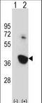 Serine/threonine-protein kinase Nek6 antibody, LS-C164498, Lifespan Biosciences, Western Blot image 
