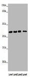 Heterogeneous Nuclear Ribonucleoprotein A1 antibody, A53428-100, Epigentek, Western Blot image 