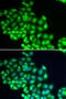 ERCC Excision Repair 2, TFIIH Core Complex Helicase Subunit antibody, 19-771, ProSci, Immunofluorescence image 
