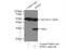 Serine And Arginine Rich Splicing Factor 1 antibody, 12929-2-AP, Proteintech Group, Immunoprecipitation image 
