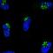 Chromosome 10 Open Reading Frame 113 antibody, NBP1-90831, Novus Biologicals, Immunofluorescence image 