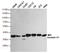 Annexin A1 antibody, TA346884, Origene, Western Blot image 