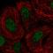 Protein Dok-7 antibody, HPA059449, Atlas Antibodies, Immunofluorescence image 