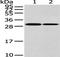 Heterogeneous nuclear ribonucleoproteins C1/C2 antibody, orb525406, Biorbyt, Western Blot image 