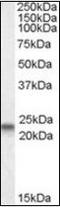 CAV3 antibody, orb96416, Biorbyt, Western Blot image 