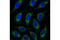 BCL2 Like 1 antibody, 2764T, Cell Signaling Technology, Immunofluorescence image 