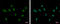 Zinc Finger Protein 74 antibody, GTX114892, GeneTex, Immunocytochemistry image 