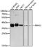 RNA Binding Motif Protein 11 antibody, GTX66184, GeneTex, Western Blot image 