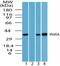 Wnt Family Member 5A antibody, NBP2-24752, Novus Biologicals, Western Blot image 