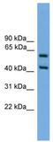 ELF3 antibody, TA341759, Origene, Western Blot image 