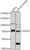 Acyl-CoA Synthetase Long Chain Family Member 3 antibody, LS-C747072, Lifespan Biosciences, Western Blot image 