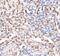 VSP antibody, FNab01308, FineTest, Immunohistochemistry paraffin image 