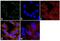 Proteasome 19S Rpt3/S6b subunit antibody, PA1-968, Invitrogen Antibodies, Immunofluorescence image 