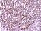 PON antibody, A00516-3, Boster Biological Technology, Immunohistochemistry frozen image 