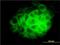 Dynein intermediate chain 2, axonemal antibody, H00064446-M01, Novus Biologicals, Immunofluorescence image 