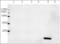 FGF1 antibody, orb376145, Biorbyt, Western Blot image 