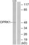 MSL-1 antibody, abx015393, Abbexa, Western Blot image 