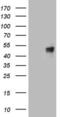 Calcium Activated Nucleotidase 1 antibody, LS-C790673, Lifespan Biosciences, Western Blot image 