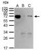 Heat shock 70 kDa protein 1A/1B antibody, PA5-28003, Invitrogen Antibodies, Immunoprecipitation image 