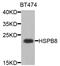 Heat shock protein beta-8 antibody, abx001956, Abbexa, Western Blot image 