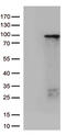 Zinc Finger Protein 226 antibody, TA812738S, Origene, Western Blot image 