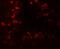 Cereblon antibody, GTX31611, GeneTex, Immunohistochemistry paraffin image 