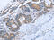 OP18 antibody, CSB-PA147125, Cusabio, Immunohistochemistry paraffin image 